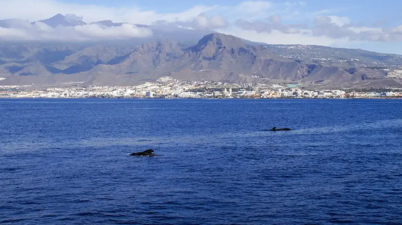 Ile kosztuje pływanie z delfinami na Teneryfie? Ceny i alternatywy