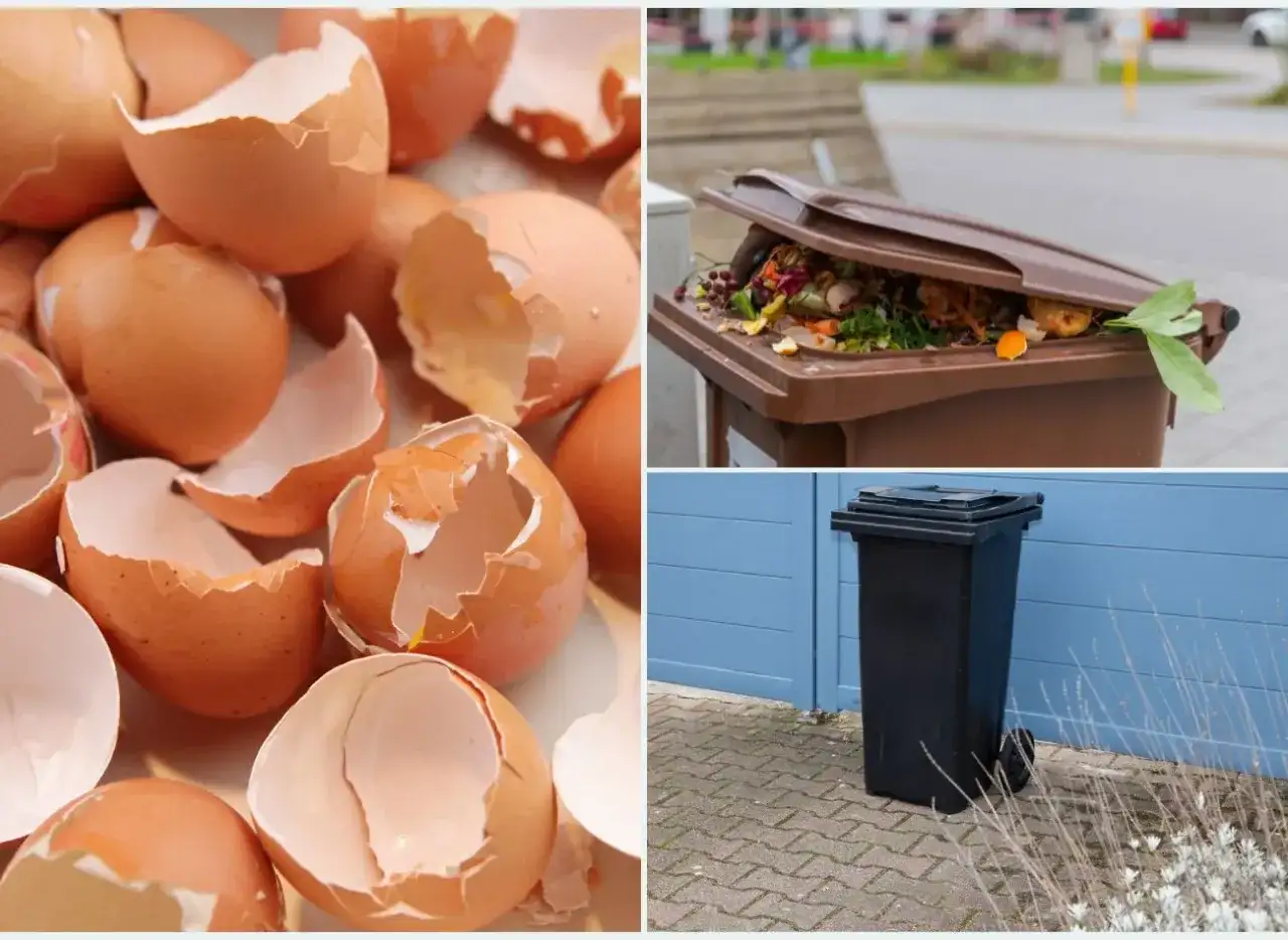 Skorupki po jajkach, resztki warzyw w brązowym koszu i czarny pojemnik na śmieci. Dowiedz się, gdzie wyrzucać skorupki po jajkach.