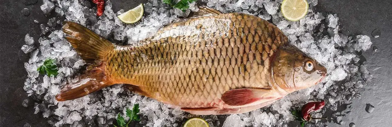 Was kostet ein kilo frischer karpfen? Preisschwankungen und Tipps