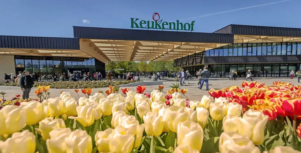 Keukenhof kiedy najlepiej jechać, aby zobaczyć tulipany w pełnym rozkwicie