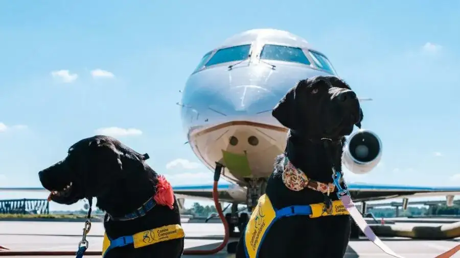 Czy Ryanair przewozi psy? Sprawdź zasady przewozu zwierząt