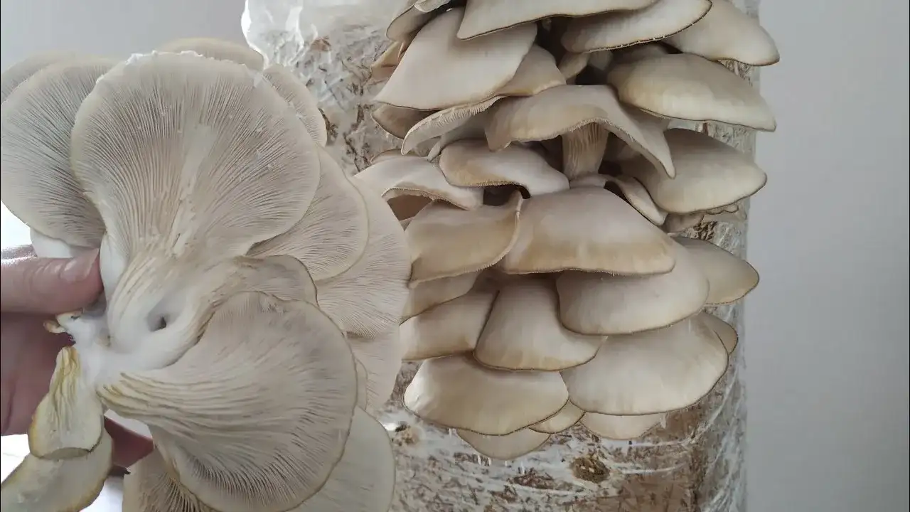 Jak uprawiać boczniaka: proste sposoby na obfite zbiory w domu