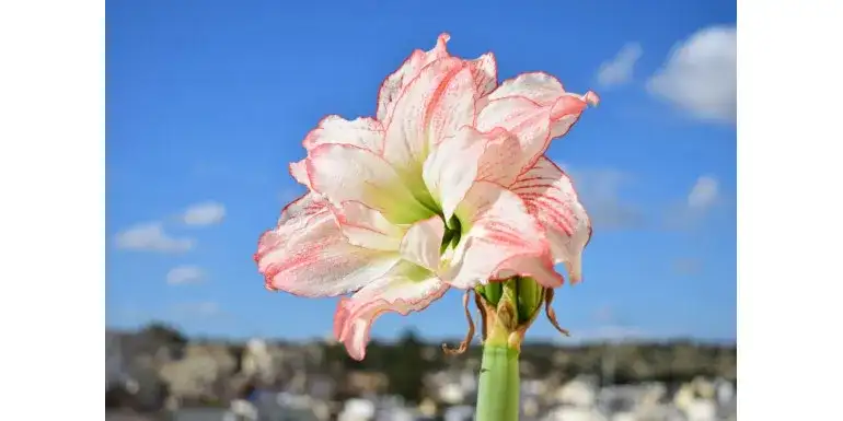 Jak uprawiać amarylisa: proste sposoby na piękne kwiaty w domu