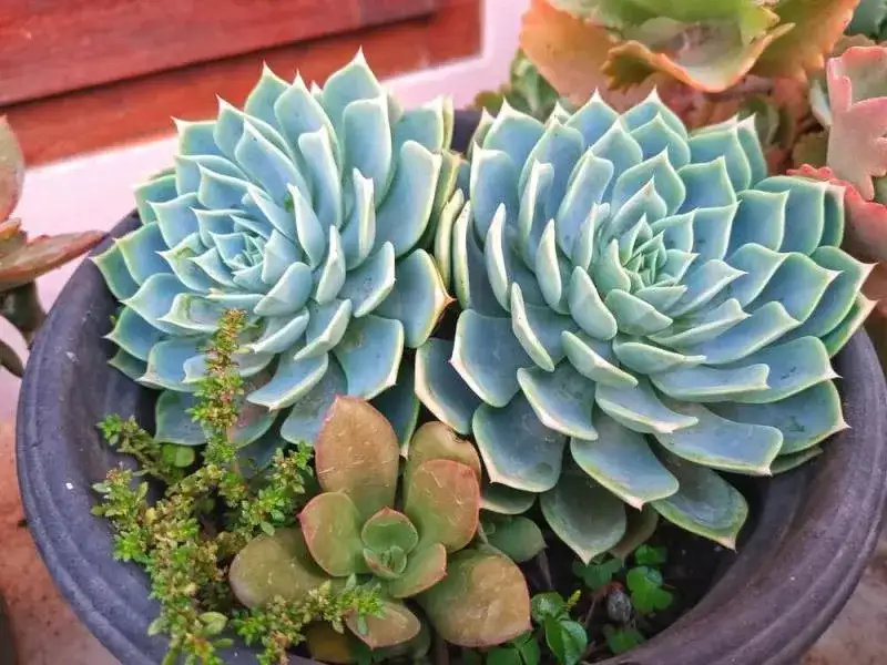 Jak przycinać eszewerie, aby uniknąć błędów i zachować zdrowie rośliny