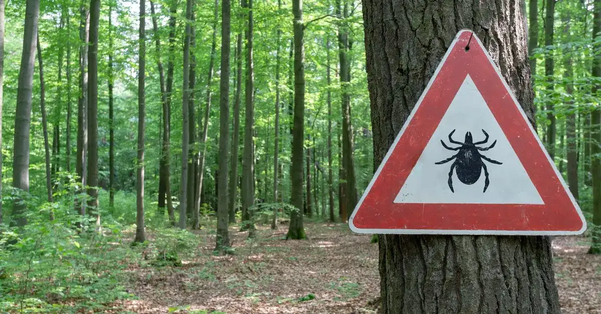 Kleszcze nie spadają z drzew! Gdzie ich szukać i jak się chronić?