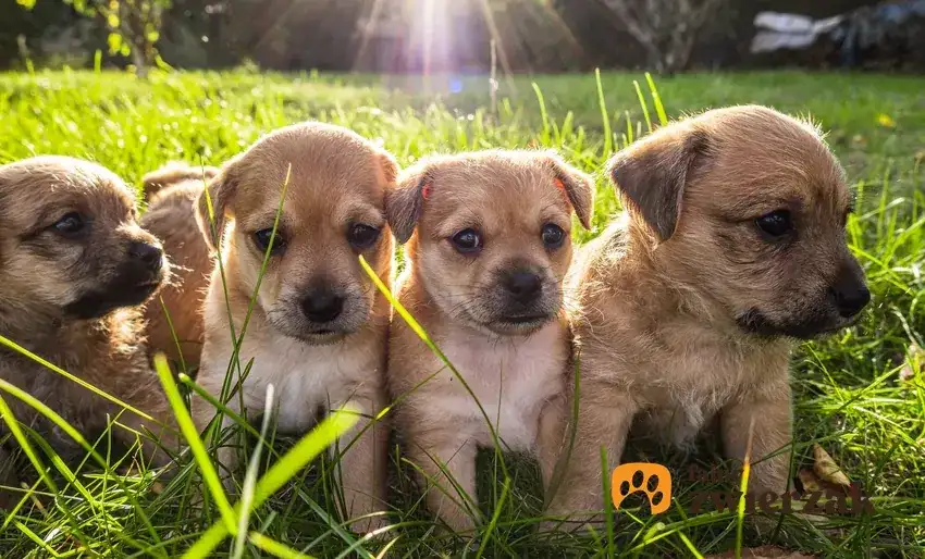 Kiedy szczeniaki otwierają oczy? Ekspert radzi, jak dbać o wzrok.