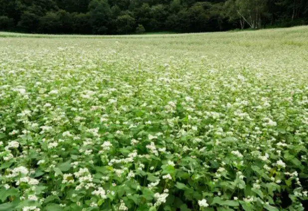Jak uprawiać grykę: proste sposoby na udane plony w ogrodzie