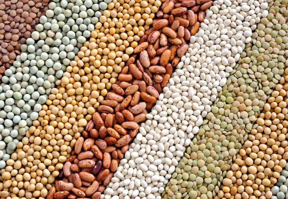 Gdzie jest białko roślinne? Odkryj najlepsze źródła w diecie