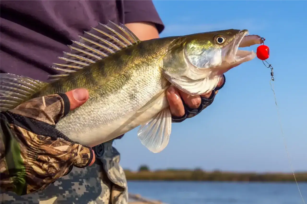 Wędkarz trzyma świeżo złowionego sandacza z czerwonym stoperem na haczyku.