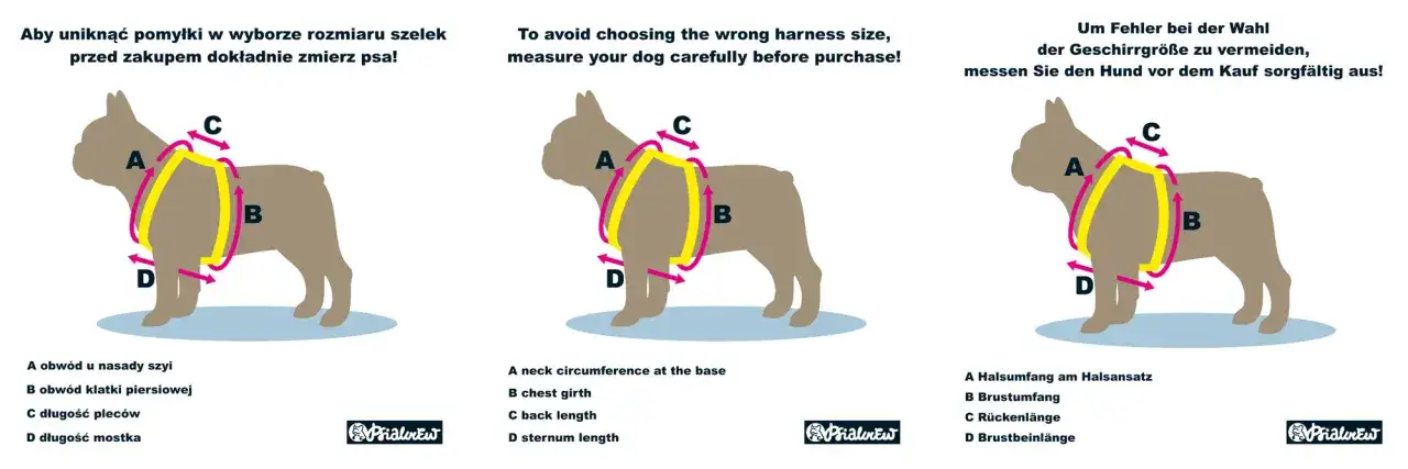 Jak dobrać szelki dla psa? Poznaj typy i uniknij błędów