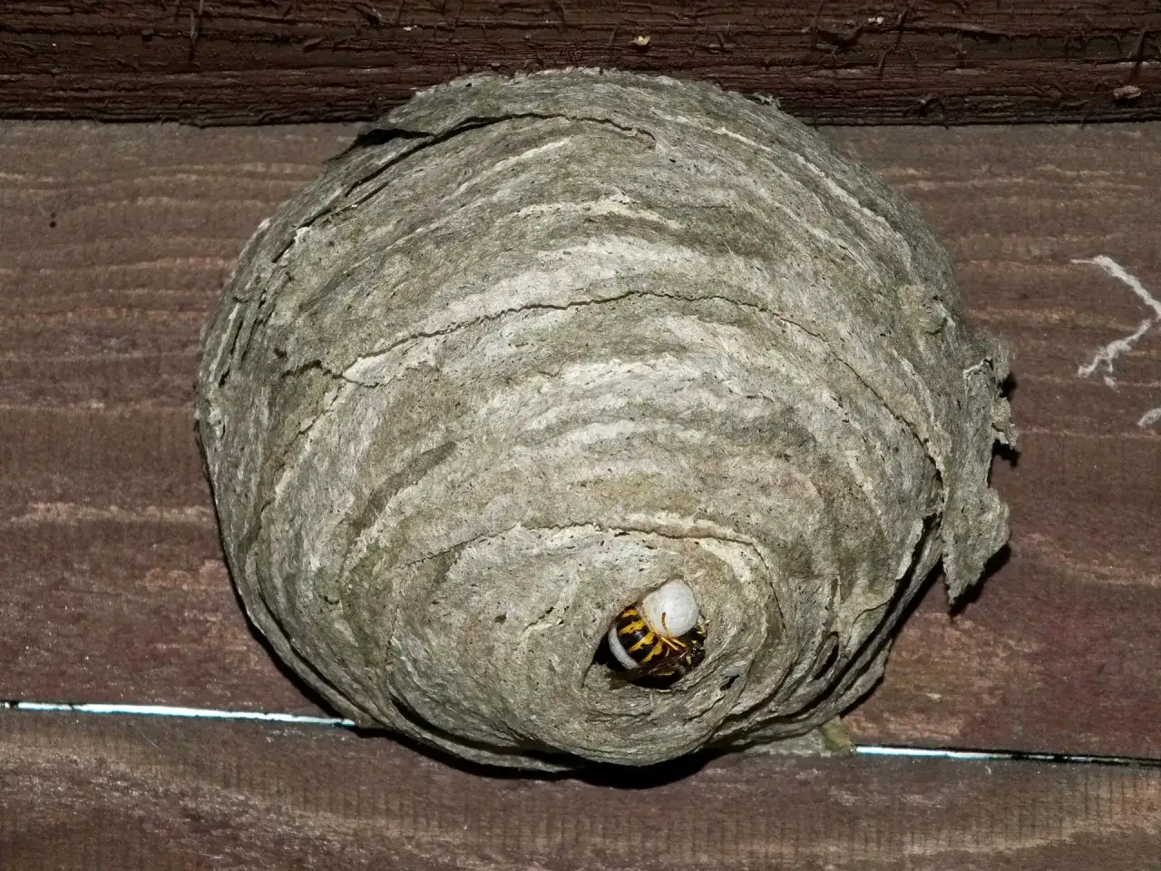 Jak wygląda gniazdo os? Opis, zdjęcia i informacje o budowie gniazd