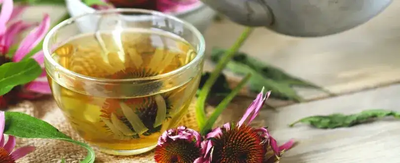 Jak zrobić herbatę z jeżówki, aby w pełni wykorzystać jej właściwości?