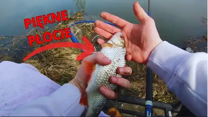 Karaś na spławik: Kompletny poradnik sprzęt, zanęta, technika