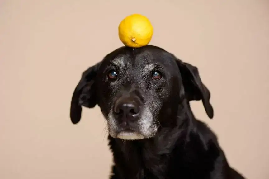 Czy pies może jeść cytrynę? Sprawdź, jakie mogą być skutki!