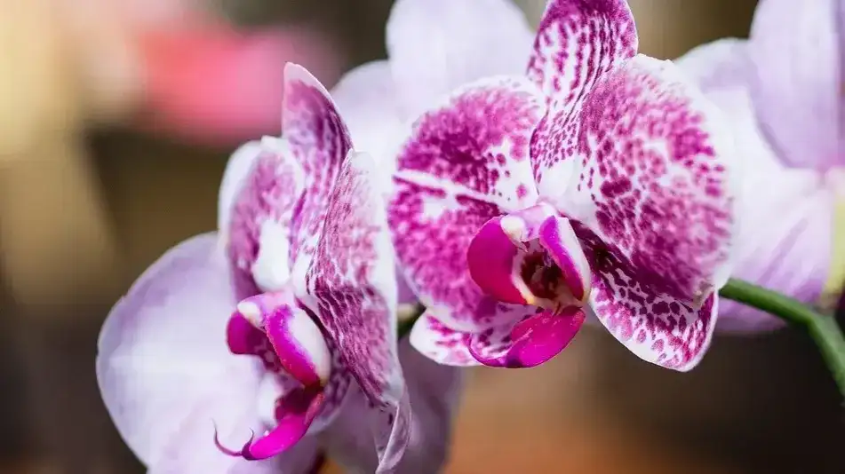 Jak uprawiać storczyki: 7 najczęstszych błędów, które warto unikać