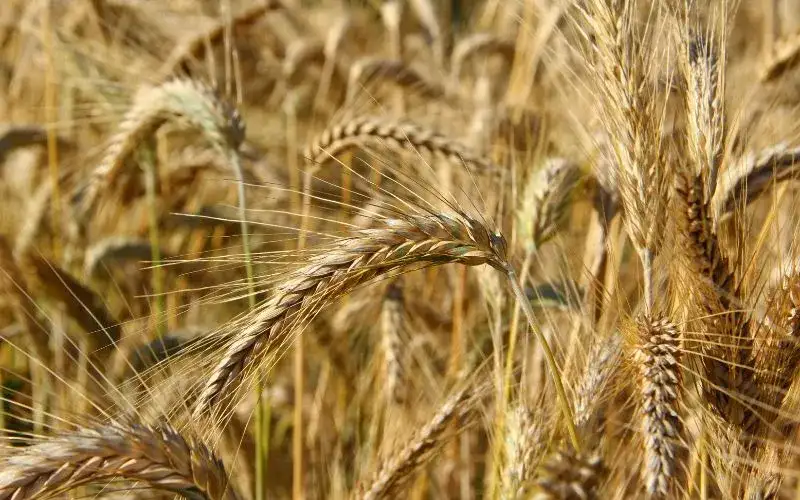 Jaki nawóz jesienią pod pszenżyto, aby uniknąć słabych plonów?