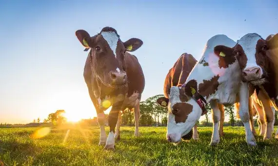 Hodowla bydła mlecznego jak zacząć – uniknij najczęstszych błędów