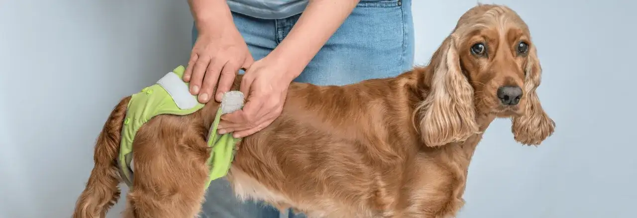 Pierwsza cieczka owczarka niemieckiego: objawy i opieka bez stresu