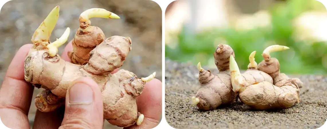 Jak uprawiać imbir w domu - proste kroki i najczęstsze problemy