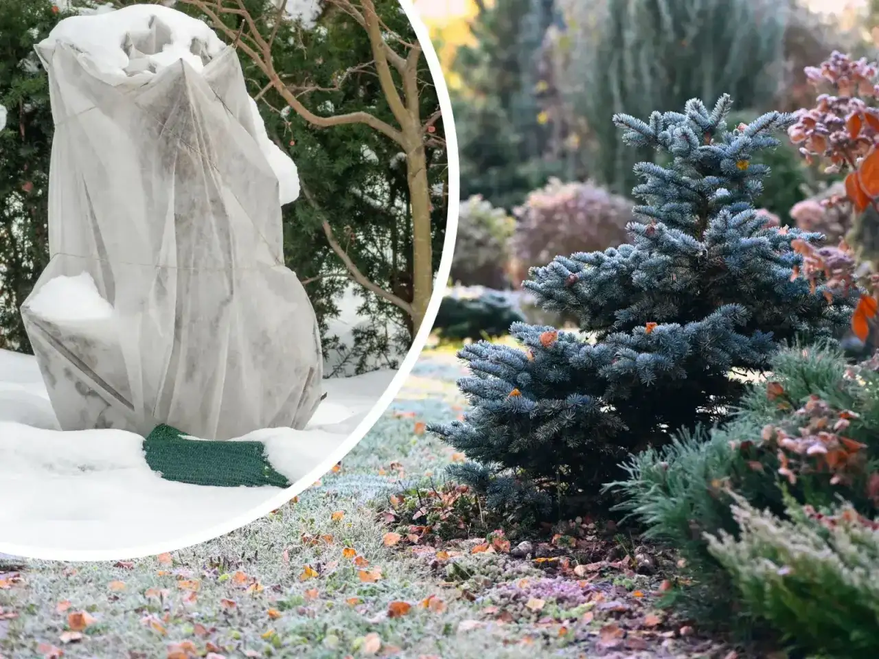 Rośliny okryte na zimę, chronione przed mrozem. Czy sałata boi się mrozu? W ogrodzie widać szron i iglaki.