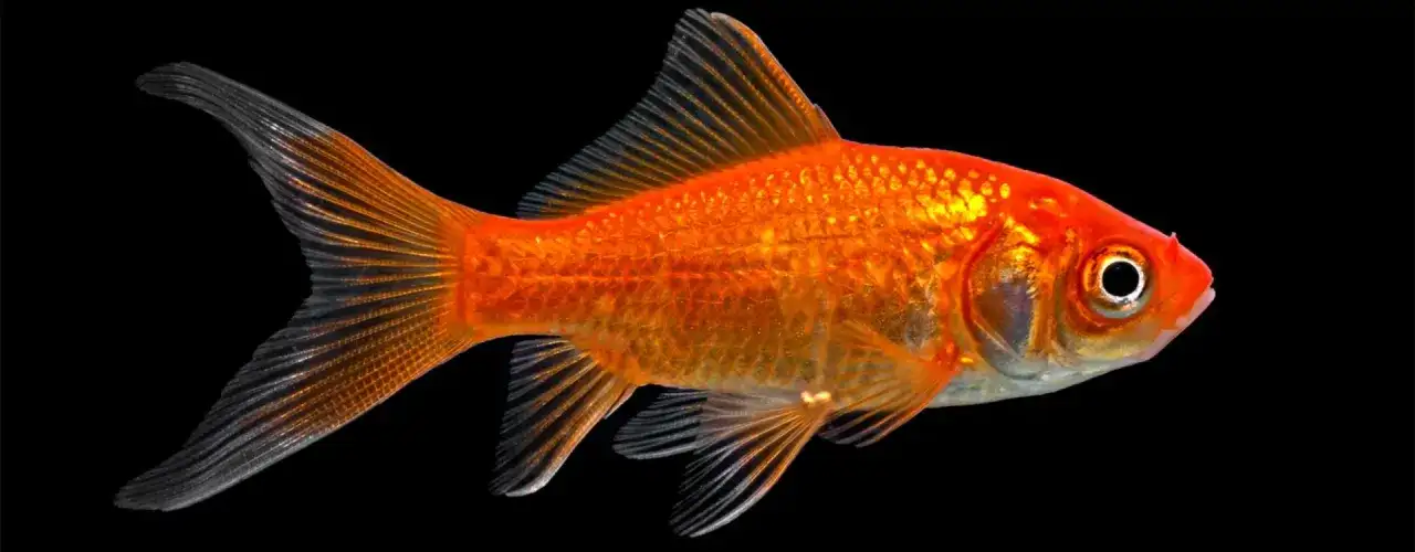 Jakie akwarium dla welonek? Odpowiednie warunki i pojemność