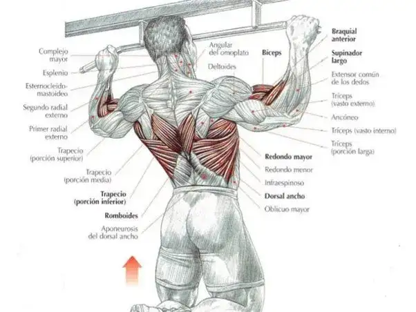 Qué músculos trabajan las dominadas y cómo mejoran tu entrenamiento