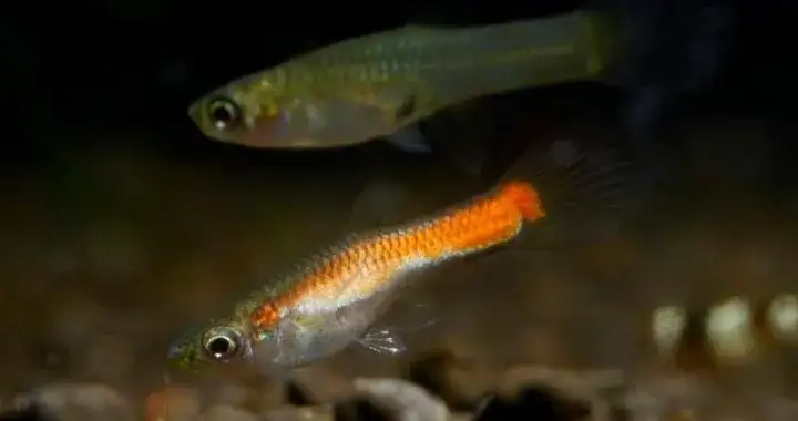 Gupik jaka temperatura wody – unikaj błędów w hodowli ryb