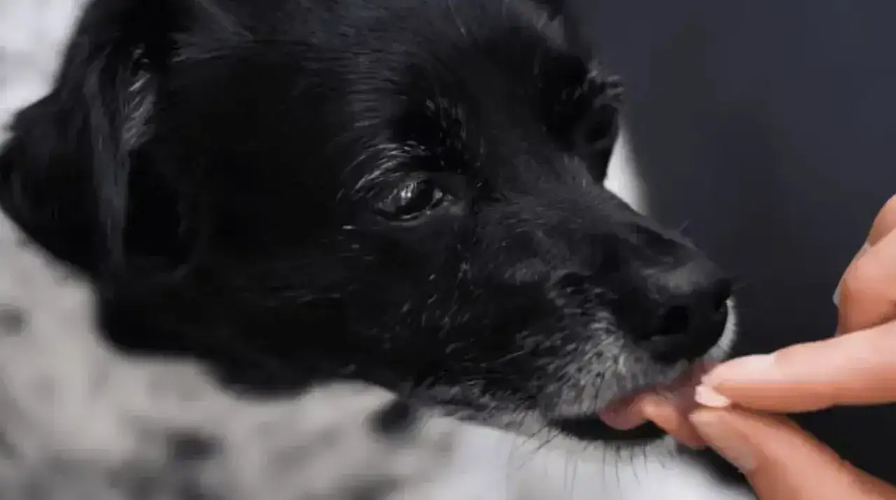 Pyralgina dla psa: Dawkowanie i ryzyko. Kiedy weterynarz jest kluczowy?