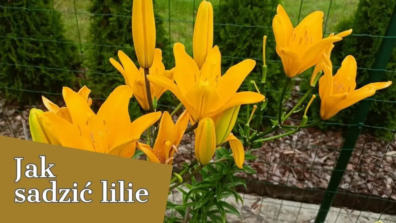 Jak sadzić lilie ogrodowe, aby uniknąć najczęstszych błędów?