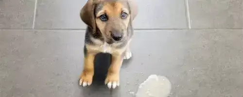 Co robić, gdy pies wymiotuje - przyczyny, objawy i pierwsza pomoc