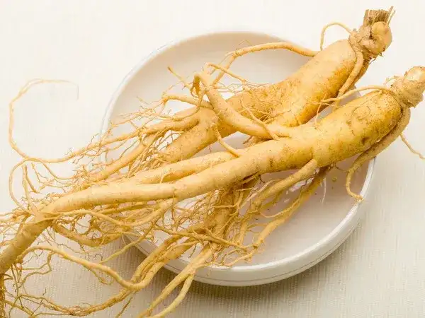 Właściwości i zastosowanie dzikiego żeń-szenia - poradnik