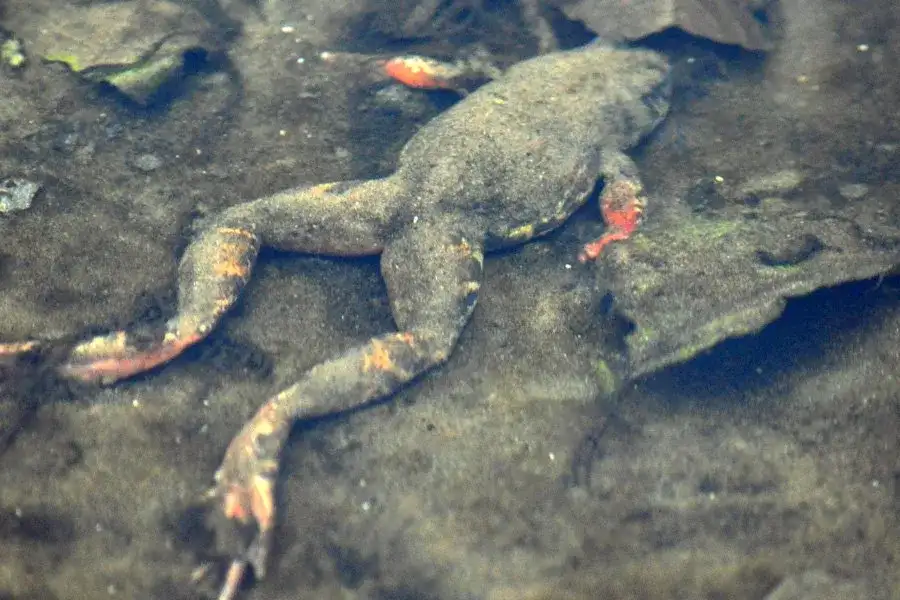 Jak zimują żaby? Odkryj ich niezwykłe przystosowania do zimy