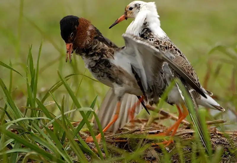 Jakie zwierzę jest symbolem Biebrzańskiego Parku Narodowego? Poznaj bataliona