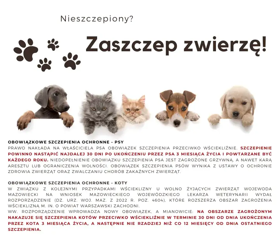 Brak szczepień psa a kodeks wykroczeń: kary i obowiązki właścicieli