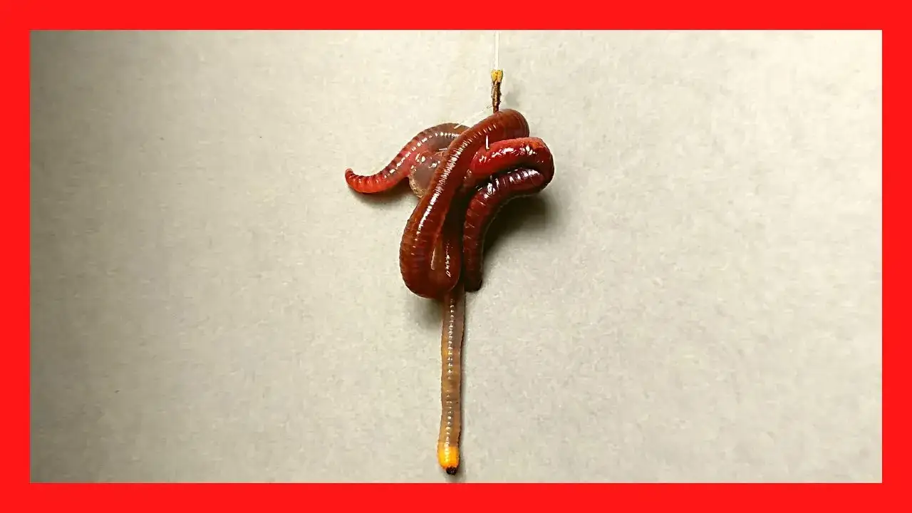 Jak założyć dżdżownicę na haczyk? Skuteczne metody i porady