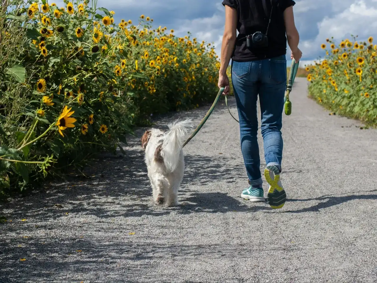 Osoba na smyczy prowadzi psa po ścieżce wśród słoneczników.
