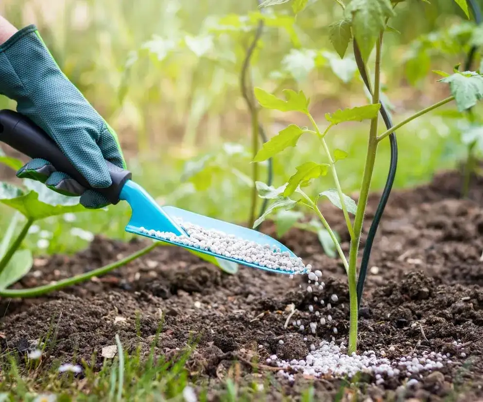 Jak stosować saletrzak magnezowy? Skuteczne nawożenie roślin