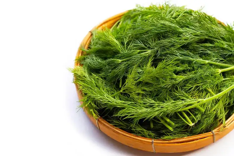 Czy koper włoski nadaje się do kiszenia ogórków? Sprawdź wyjątkowy smak!