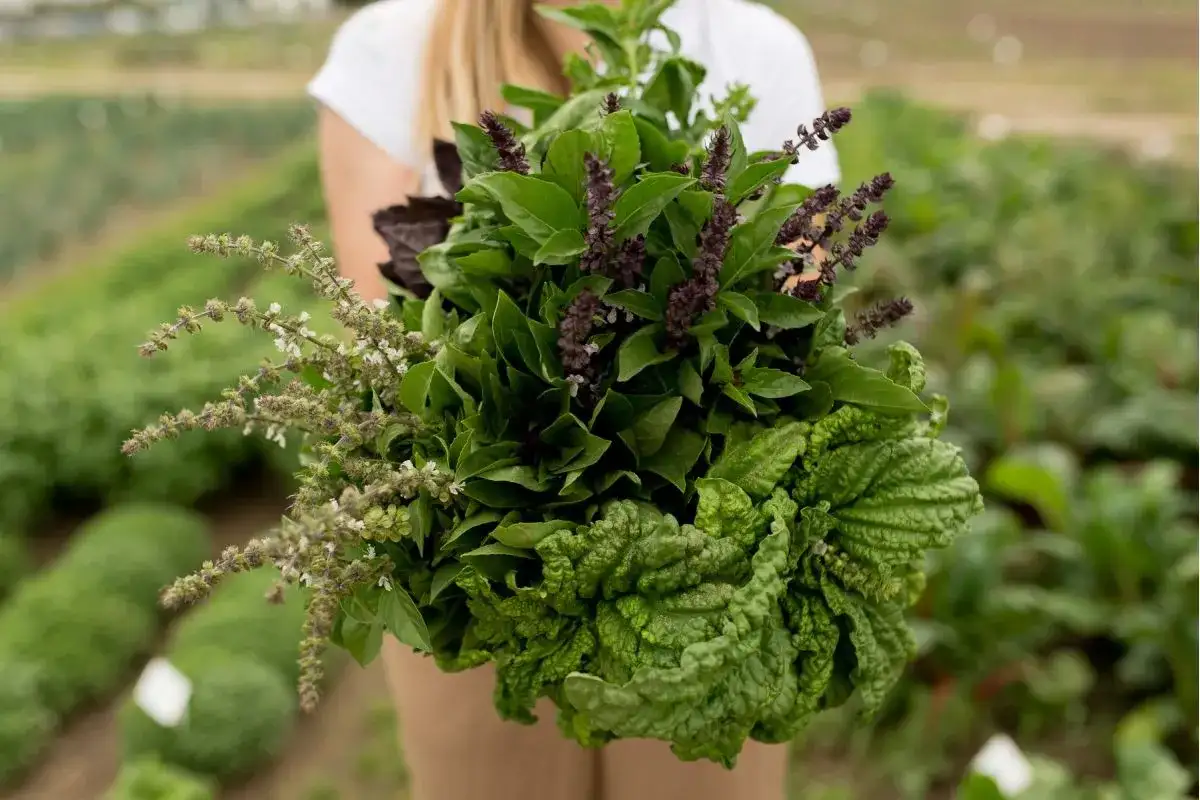 Jakie zioła opłaca się uprawiać, by uniknąć strat i zyskać?