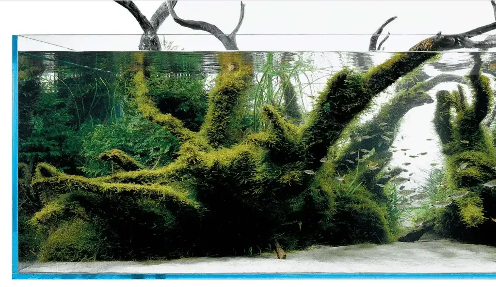 Dlaczego rośliny w akwarium nie rosną? 5 najczęstszych przyczyn i rozwiązania