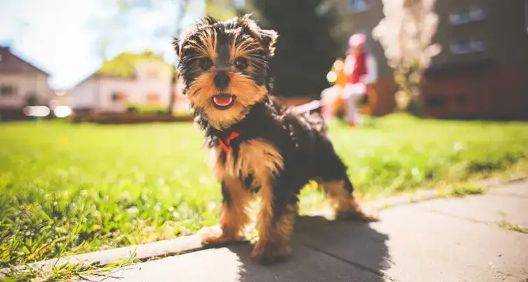 Jak wytresować yorka skutecznie: kompletny poradnik od podstaw i rady eksperta