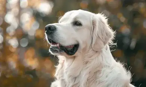 Ile ruchu potrzebuje Golden Retriever? Pełny poradnik dla opiekuna