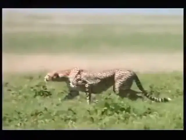 Z jaką prędkością biega gepard? Odkryj jego niesamowite możliwości