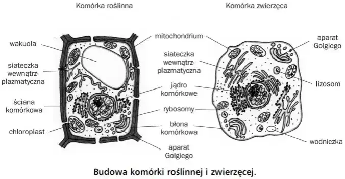 Czym różni się komórka roślinna od zwierzęcej? Kluczowe różnice i ich znaczenie