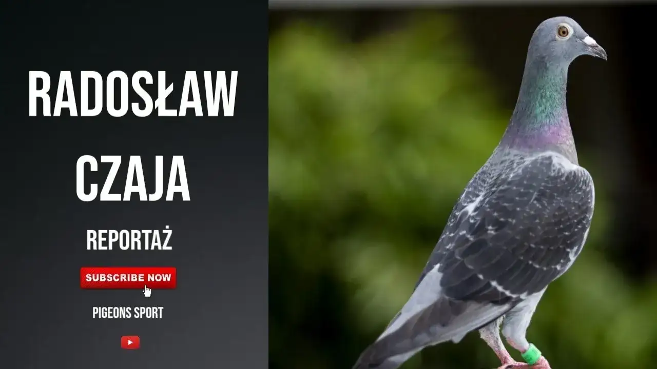 Filmy o gołębiach pocztowych: emocje, rywalizacja i pasja w kinie