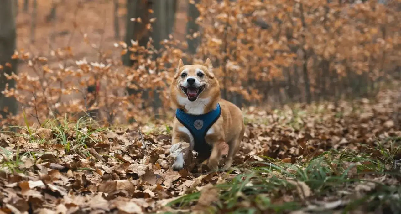 Ochrona psa przed kleszczami: Tabletki, krople, obroże wybierz najlepszą!