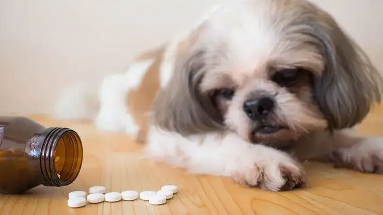 Jak działa tabletka na odrobaczanie psa i jakie ma skutki uboczne