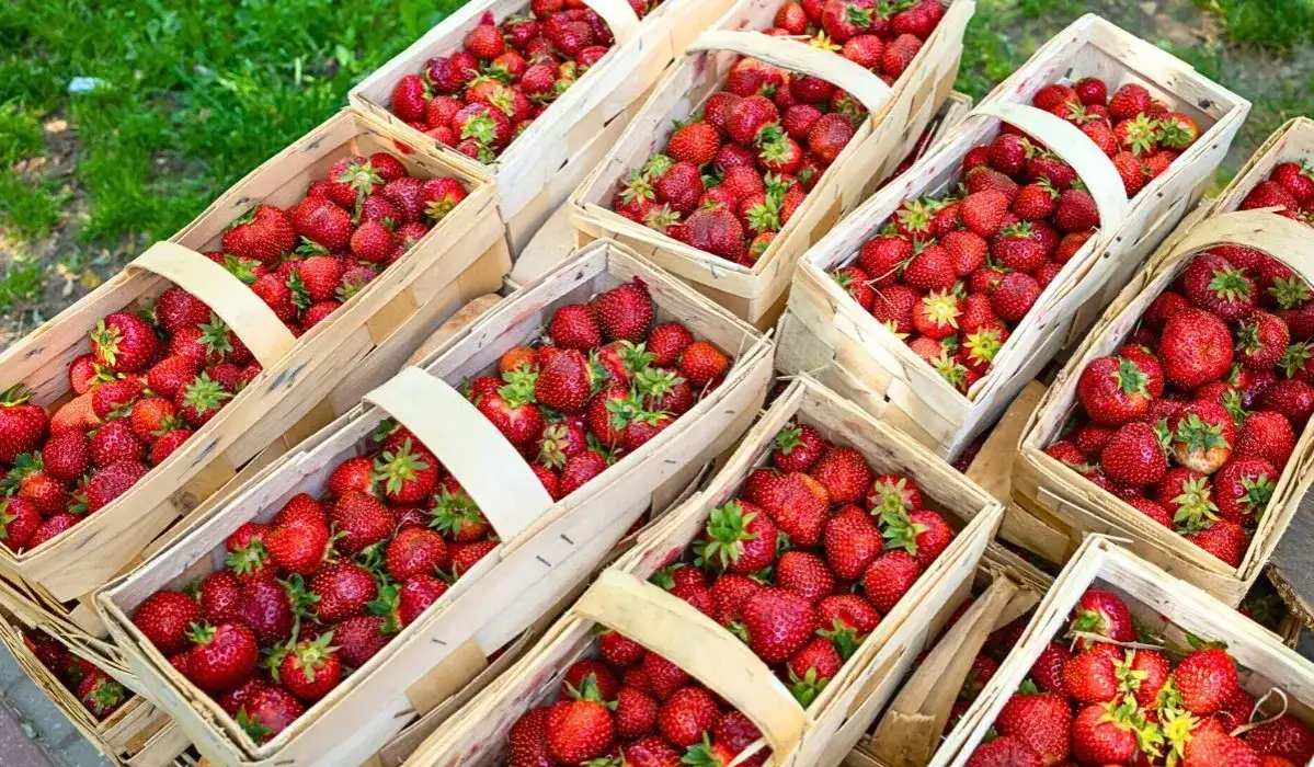 Kiedy zaczyna się sezon na truskawki w Polsce? Sprawdź, by nie przegapić!