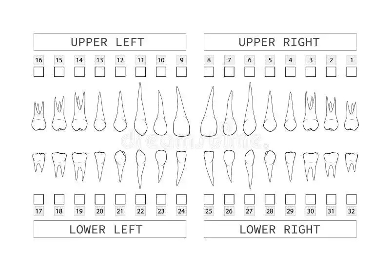 Rozszyfruj numerację zębów: System FDI dla dorosłych i dzieci