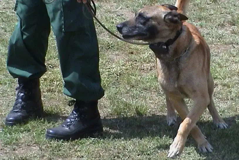 Czy obroża elektryczna jest bezpieczna dla psa? Oto co musisz wiedzieć